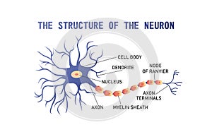 Structure of the brain neuron