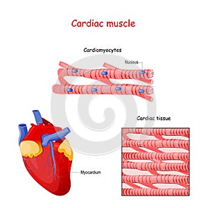 Structure of Cardiac muscle fibers. anatomy of cardiomyocyte