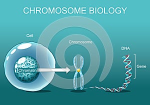Structure of Cell. Chromatin. Chromosome biology photo