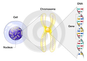 Structure of Cell. From Gene to DNA and Chromosome photo