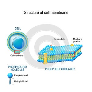 Structure of cell membrane