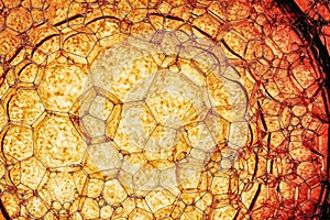 Structure cell membrane. Abstract molecule sctructure, golden glow. Biology, physics, chemistry background.