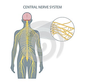 Structure of the central nervous system