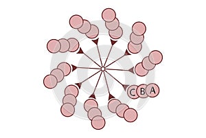 Structure of a centriole (9 x 3)