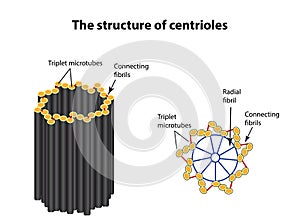 The structure of centrioles. Infographics. Vector illustration on isolated background photo