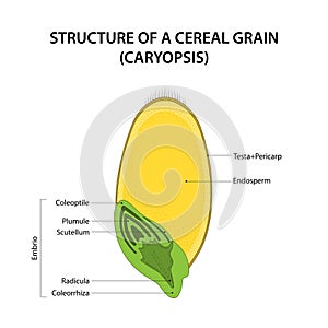 Structure of a Cereal Grain (caryopsis). Diagram labelled.