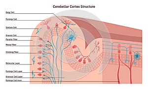 Structure of the cerebral cortex. Outer layer of neural tissue of the cerebrum
