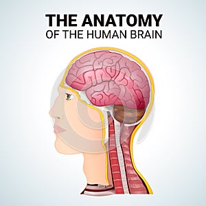 structure of the cerebrum, anatomical poster, the location of the brain in the head