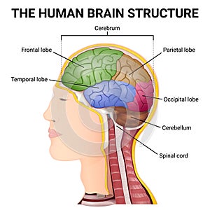 structure of the cerebrum, anatomical poster, the location of the brain in the head