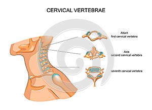 Structure of the cervical vertebrae