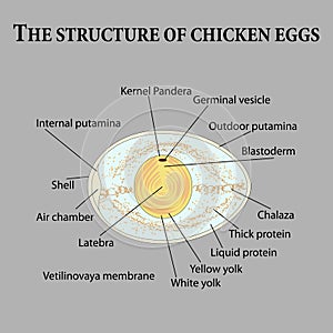 The structure of chicken eggs photo