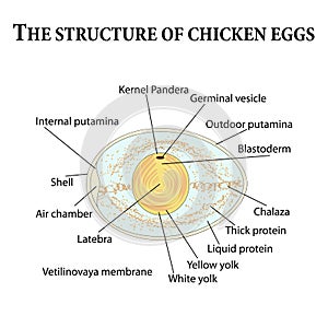 The structure of chicken eggs photo