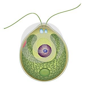 Structure of a Chlamydomonas