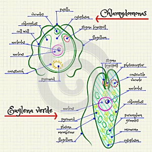 The structure of Chlamydomonas and Euglena