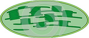 Structure of chloroplast