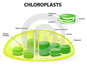 Structure of a chloroplast