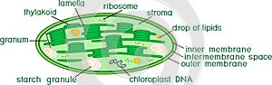 Structure of chloroplast with titles photo