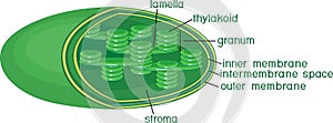 Structure of chloroplast with titles photo