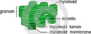 Structure of chloroplast granum and thylakoid