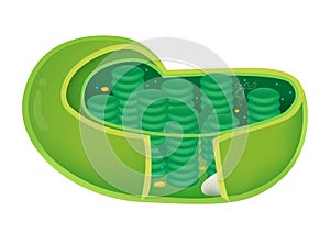 Structure of Chloroplast photo