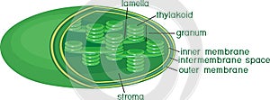 Structure of chloroplast with titles