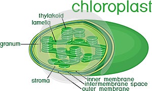 Structure of chloroplast with titles photo