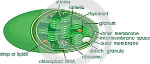 Structure of chloroplast with titles photo