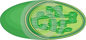 Structure of chloroplast photo