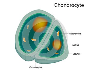 Structure of the Chondrocytes. cells in healthy cartilage. photo