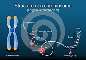 Structure of a chromosome. Epigenetic mechanism