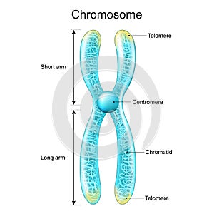 Structure of Chromosome. Chromatid, Centromere, Short and Long arms. metaphase photo