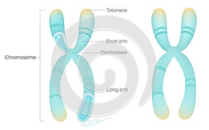 Structure of Chromosome in human body.
