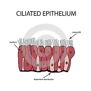 The structure of the ciliated epithelium. Infographics. Vector illustration on background