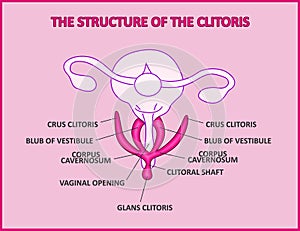 The structure of the clitoris, a medical poster female anatomy vagina