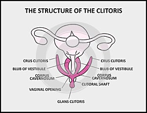 The structure of the clitoris, a medical poster female anatomy vagina photo