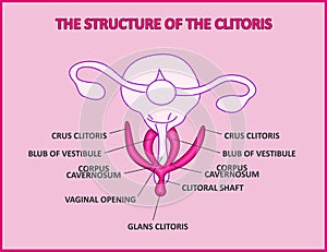 The structure of the clitoris, a medical poster female anatomy vagina photo