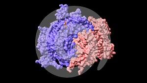 Structure of coagulation factor VIII