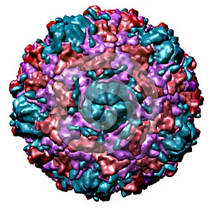 Structure of cold virus