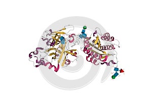 Structure of the complement component C2a