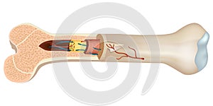 Structure and components of long bone.