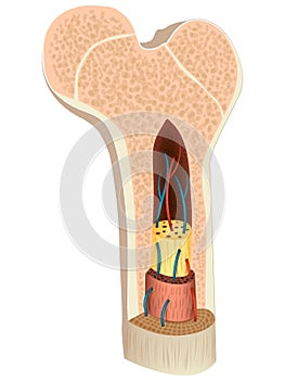 Structure and composition of a long bone. Diagram of Cross section of a human bone showing bone marrow, spongy bone and photo