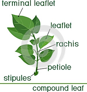 Structure of compound plant leaf