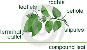 Structure of compound plant leaf