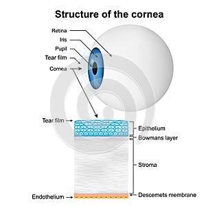 Structure of the cornea medical vector illustration on white background photo