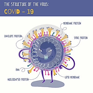 Structure of Coronavirus in easy to understand figure. Vector cartoon illustration