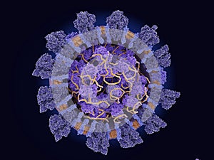 Structure of the coronavirus  SARS-CoV-2
