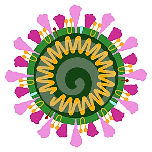 Structure of the Covid-19 coronavirus cell