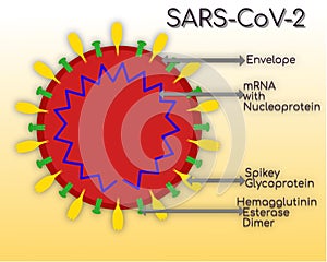 Structure of COVID 19 Novel Coronavirus, SARS COVID 2