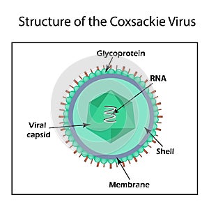 The structure of the Coxsackie virus.
