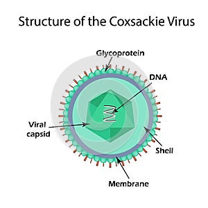 The structure of the Coxsackie virus.